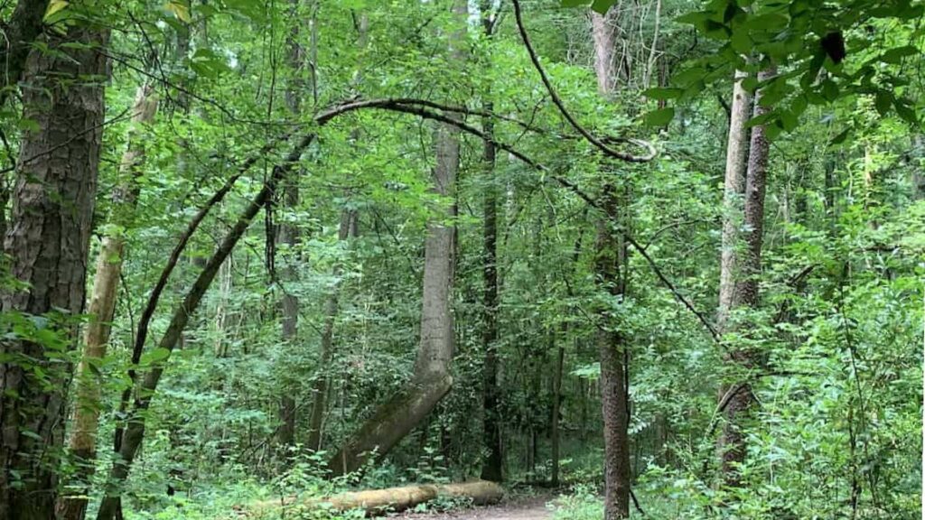 Walking Trails in Charlotte-Evergreen Nature Preserve