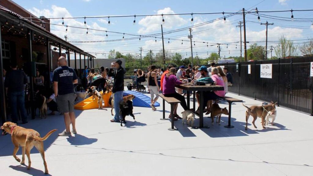 Dog Daycares in Charlotte-Lucky Dog Bark and Brew