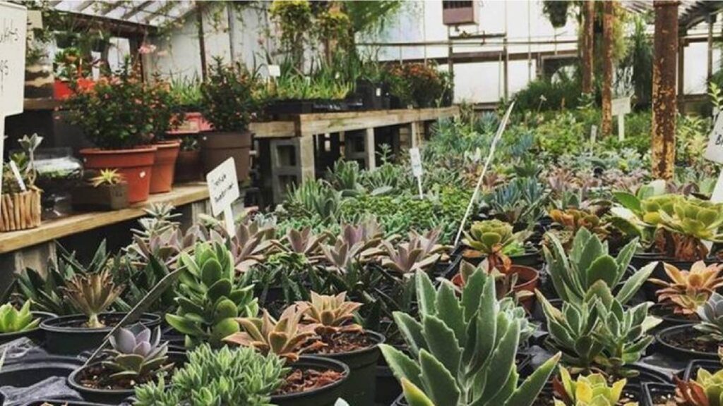 Plant Shops and Nurseries in Charlotte-Oakdale Greenhouses