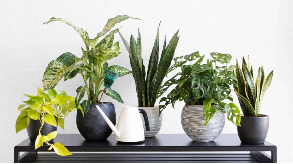PlantHouse  Charlotte-Indoor Plants for Your Health and Well-being